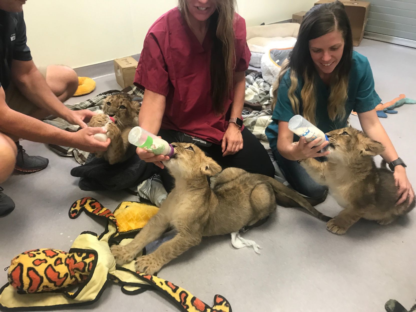 Discovery Kingdom lion cubs